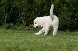 GOLDEN RETRIEVER 960